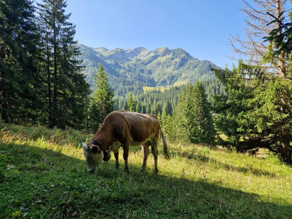 Vaches paissant dans un alpage fleuri en Suisse, avec montagnes en arrière-plan.